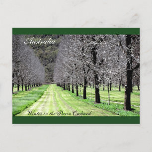 Winter in the Pecan Orchard Postcard