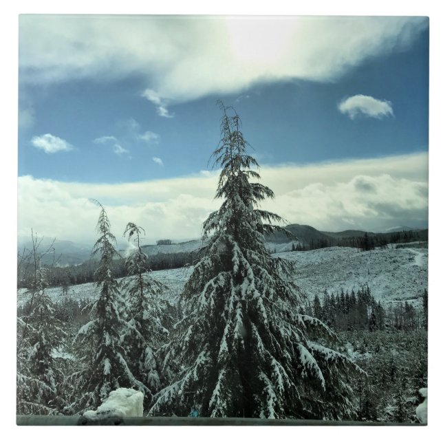 Winter in the Tillamook State Forest, Oregon Tile (Front)