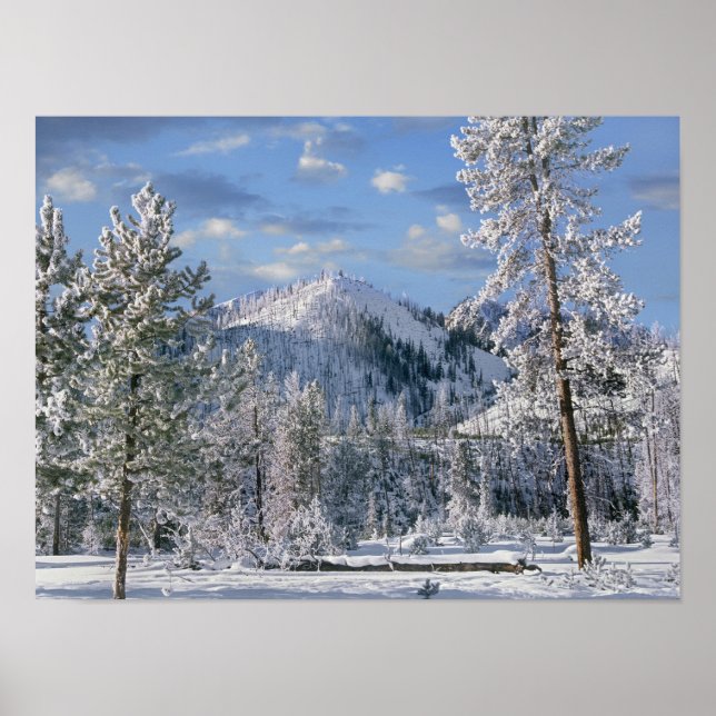Winter in Yellowstone National Park, Wyoming Poster (Front)