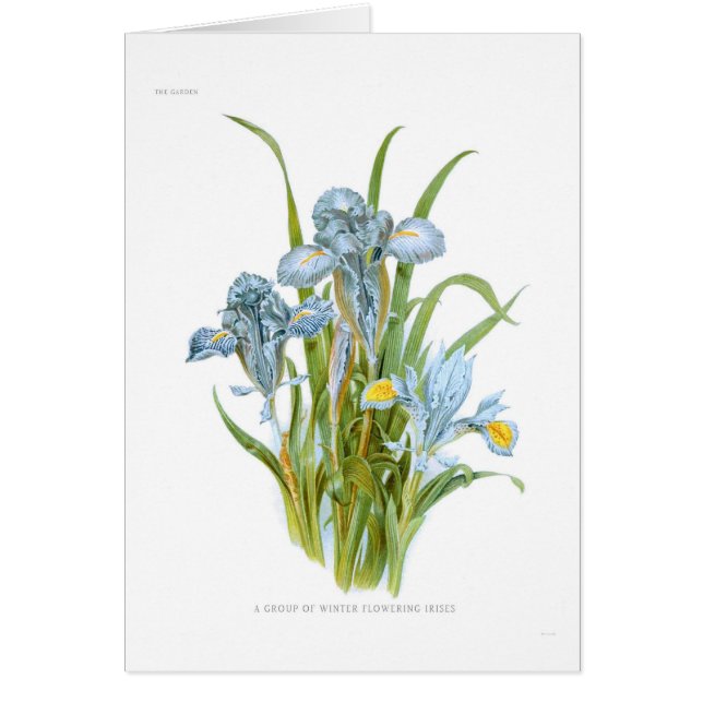 Winter Irises (Front)