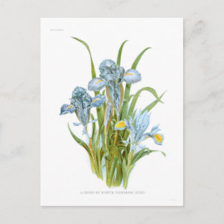 Winter Irises Postcard
