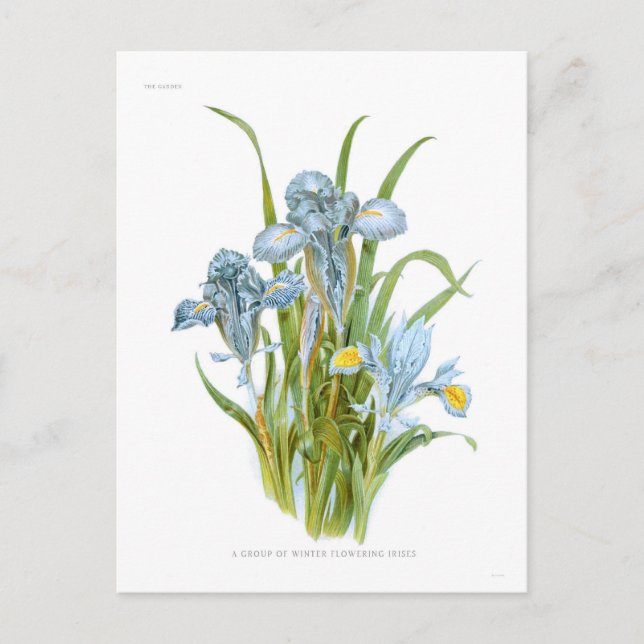 Winter Irises Postcard (Front)