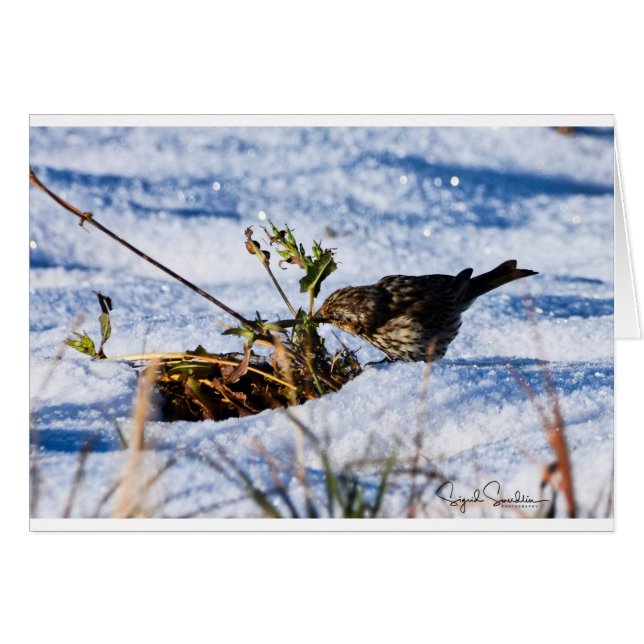 Winter is a hard time for birds (Front Horizontal)