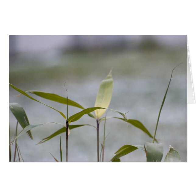 winter is coming (Front Horizontal)