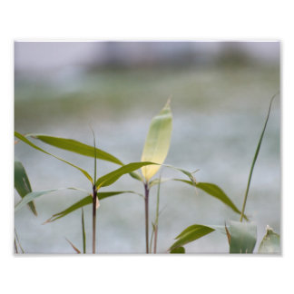 Winter is Coming Photo Print