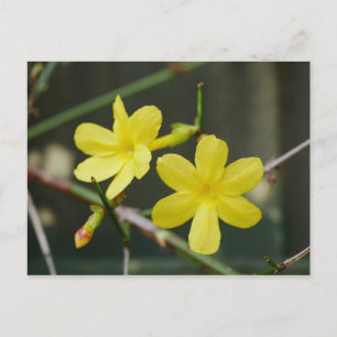 Winter Jasmine Flowers Postcard