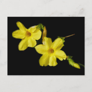 Winter Jasmine Postcard