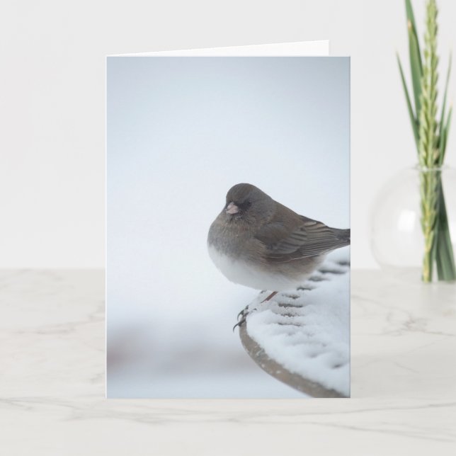 Winter Junco Card (Front)