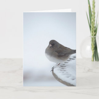 Winter Junco Card
