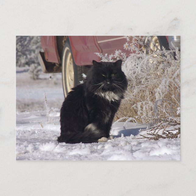 Winter Kitty Postcard (Front)