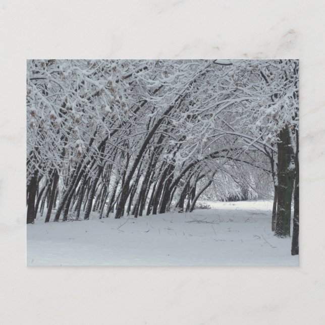 Winter Landscape Photo  Postcard (Front)