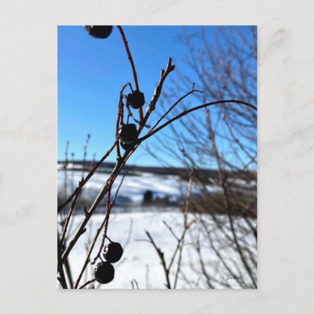 Winter landscape postcard  (Front)