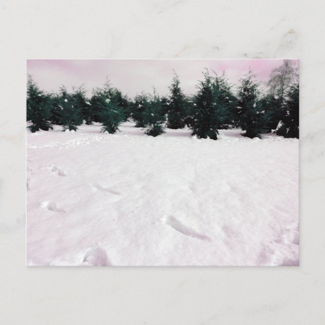 Winter landscape with larches in the snow  postcard (Front)