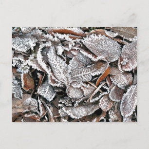 WINTER LEAVES POSTCARD