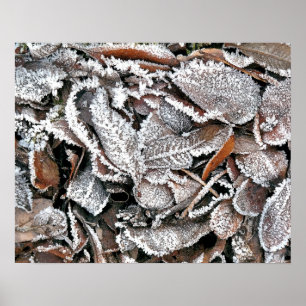 WINTER LEAVES POSTER