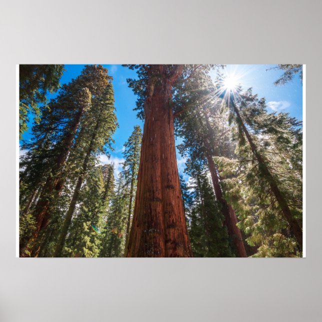 Winter Light Giant Sequoia General Sherman Print (Front)