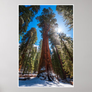 Winter Light on the Giant General Sherman Poster