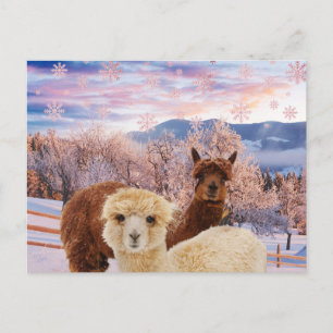 Winter Llamas Postcard