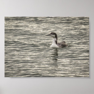 Winter Loon Conesus Lake Birds Gray Archival Poster
