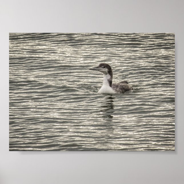 Winter Loon Conesus Lake Birds Grey Archival Poster (Front)