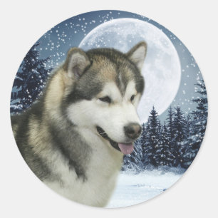 Winter Malamute Sticker