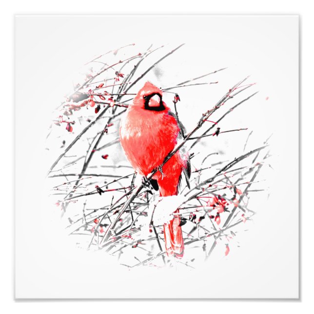 WINTER MALE CARDINAL PHOTO PRINT (Front)