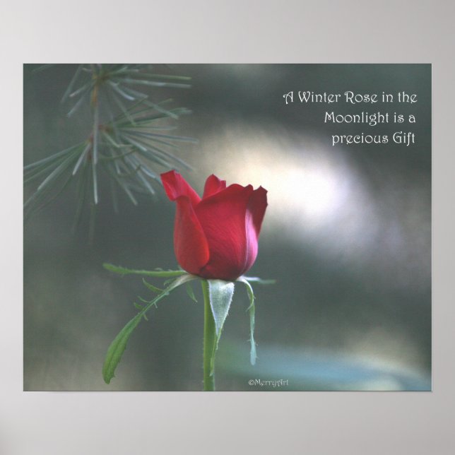 WInter Moonlight Rose Poster: ROSE & PROSE 20x16 Poster (Front)