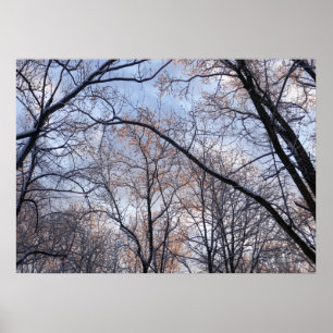 Winter Morning II Nature Landscape Poster