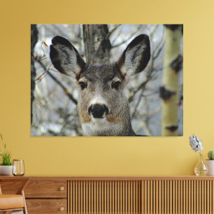 Winter Mule Deer Close-up Canvas Print
