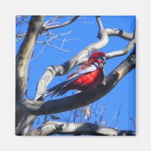 Winter Nature in Canberra Magnet