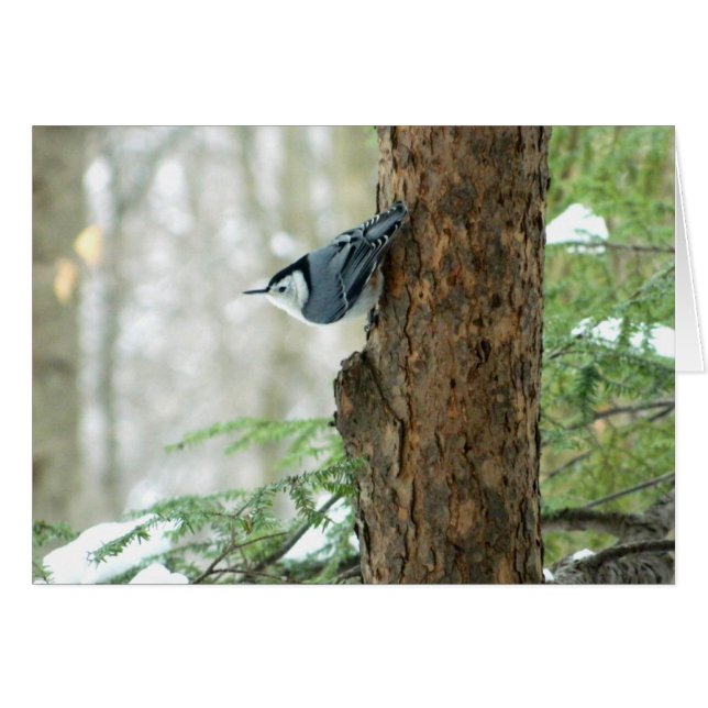 Winter Nuthatch Card (Front Horizontal)