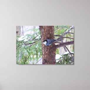 Winter-Nuthatch Stretched Canvas Print