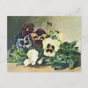 Winter Pansies, 1884 Postcard