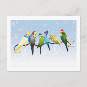 Winter Parakeets & Cockatiels Postcard