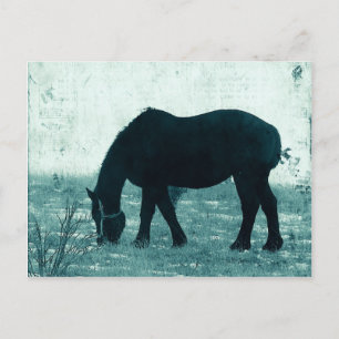 Winter Percheron Postcard