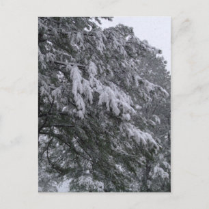 Winter Pine Postcard