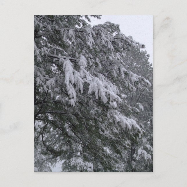 Winter Pine Postcard (Front)