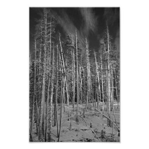 Winter Pines in Yellowstone Photo Print