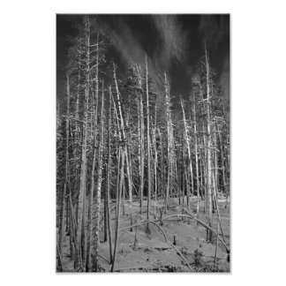 Winter Pines in Yellowstone Photo Print