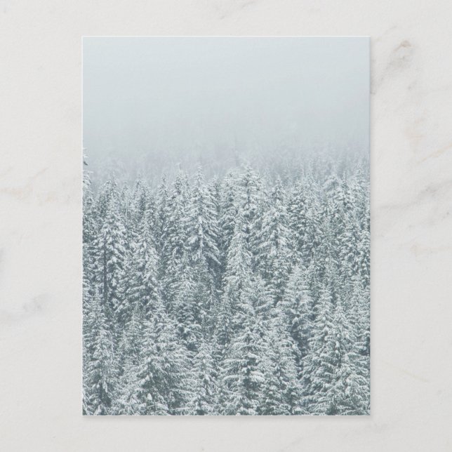 Winter Pines Postcard (Front)
