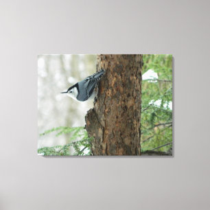 Winter Pines- White Breasted Nuthatch Canvas Print