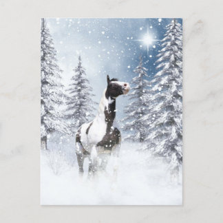 Winter pinto horse postcard