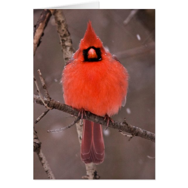 Winter Plumage (Front)