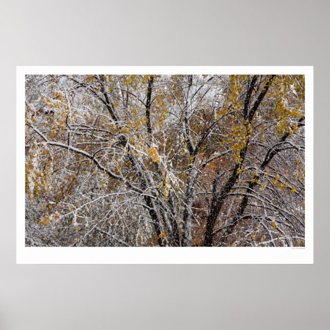 Winter Poster (Front)