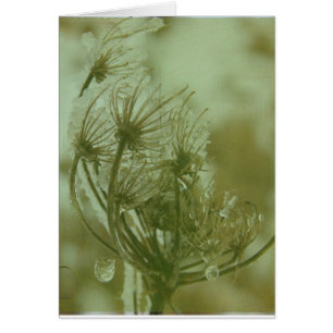 Winter Queen Anne's Lace