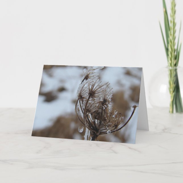 Winter Queen Anne's Lace Card (Front)