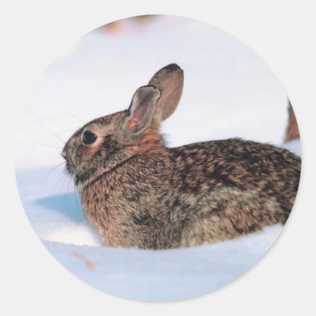 Winter Rabbit Classic Round Sticker (Front)