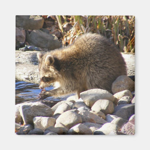 Winter Racoon ~ magnet