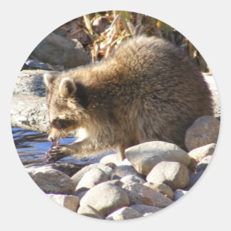 Winter Racoon ~ sticker