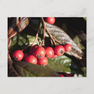 winter red berries, evergreen bush, green， 浆 果 postcard